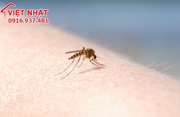 muỗi gây viêm não Nhật Bản