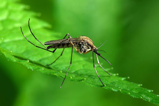 Brazil Sức Khỏe Con Muỗi Tin  Miễn Phí vector hình ảnh trên Pixabay   Pixabay