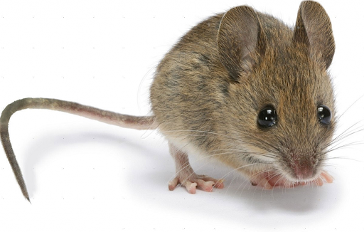 Cách diệt chuột trong nhà