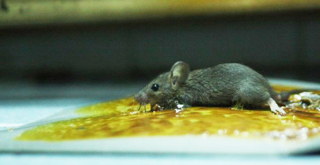 Keo dính chuột có đặt biệt gì