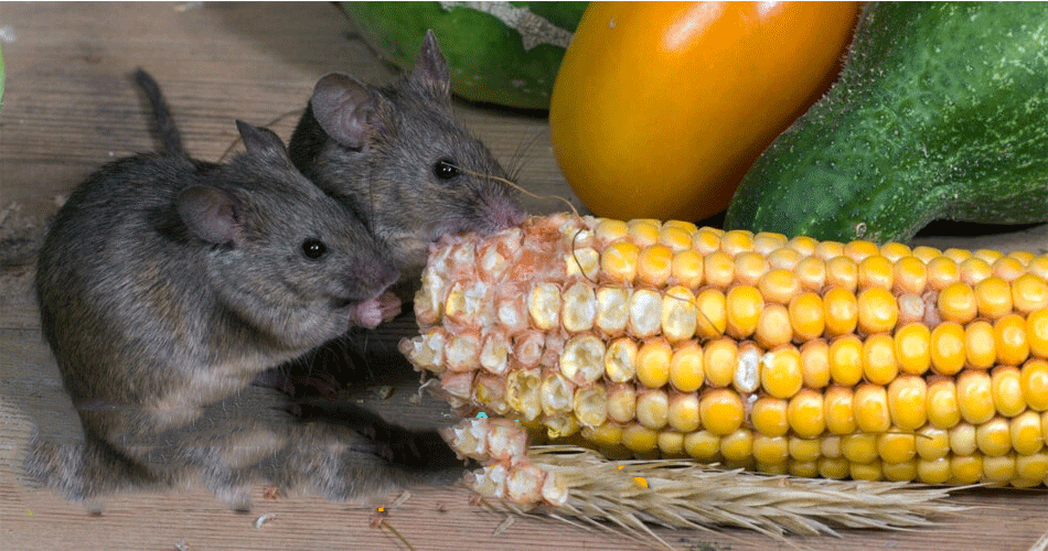 Chuột tìm mọi cách vào nhà để tìm kiếm nguồn thức ăn và trú ẩn ở đây