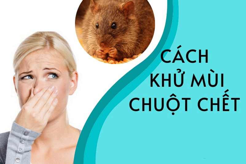 26 Cách Khử Mùi Chuột Chết
10/2022